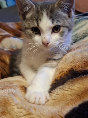 Hauskatze Mix