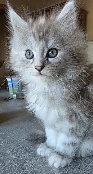 Reinrassige Maine Coon Prinzessin