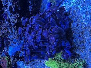 Zoanthus "Alien Explosion" Ableger   Farbintensive