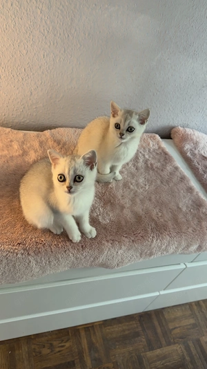 Britisch Kurzhaar Kitten