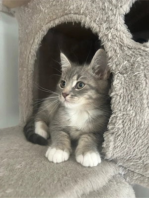 BKH Russisch Blau Kater