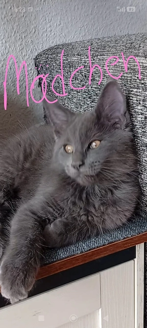 Maine coon Kitten.. 