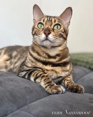 Liebe Bengalkatze