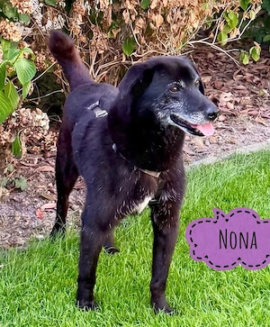 Nona, liebe und verträgliche Labrador Mix Hündin, bereits auf PS in Deutschland