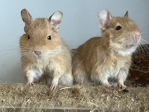 Degus männlich