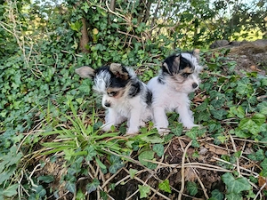 Biewer Yorkshire Terrier Welpen 
