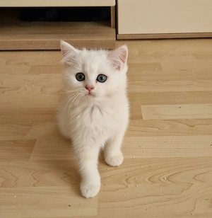 BKH  Kitten Reinrassig mit Stammbaum  Bild 2