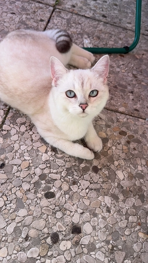 BKH Kitten 