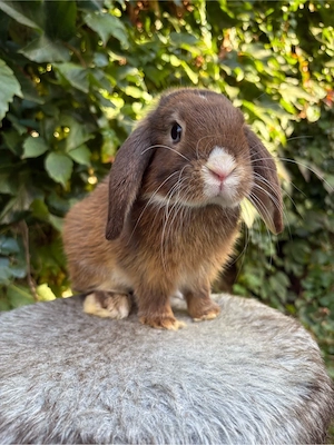 Minilop Mini Lop Zwergwidder