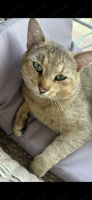 BKH Mix Kater braun 