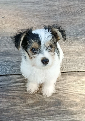 Biewer Yorkshire Terrier Welpen 
