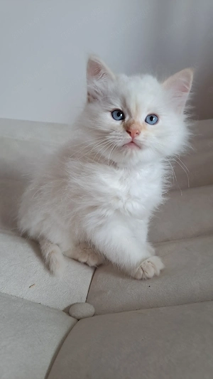 Neva masquarade Kater mit Stammbaum männlich sibirische
