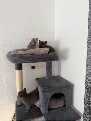 Britisch Kurzhaar Kitten 