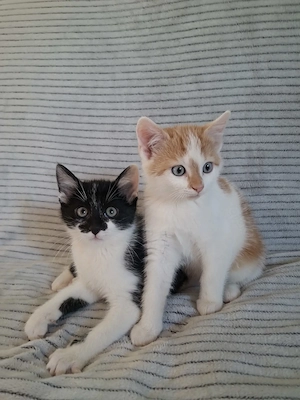 Süße Kätzchen, Kitten