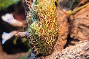2x Amerikanische Laubfrösche - Hyla Gratiosa