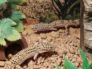  Zwei Leopardgeckos mit komplettem Terrarium & Zubehör suchen ein neues Zuhause 