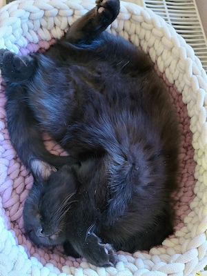 schwarze jung Kater 