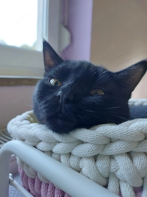 junger schwarzer Kater 