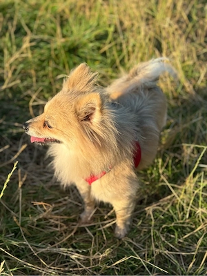 Pomeranian mix