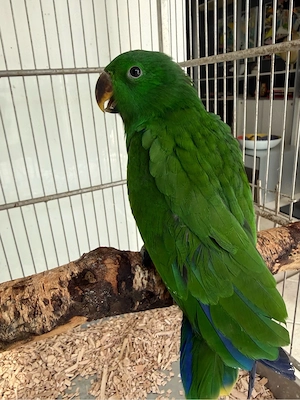 junger zahmer Edelpapagei Papagei Eclectus