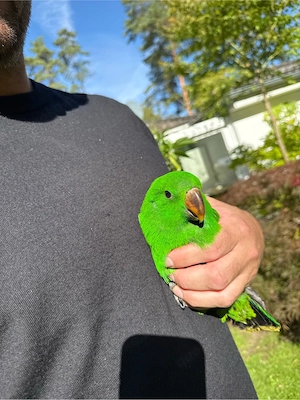 zahmer Edelpapagei Eclectus Papagei 