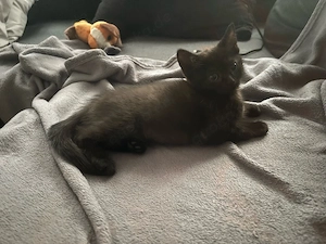 BKH Kitten Abgabebereit