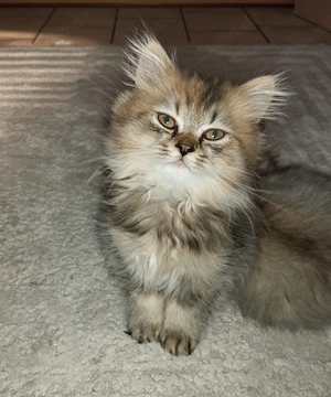 Katzenbaby BKH Mädchen Abgabe ab 18.10.26