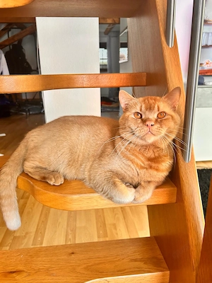 Deckkater BKH rot mit Stammbaum 