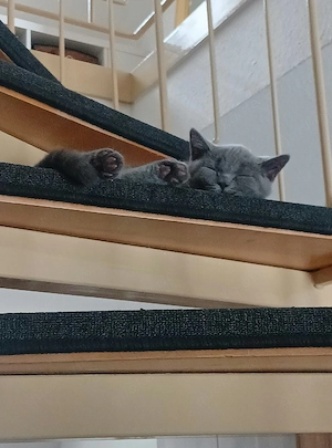 Baby Katze