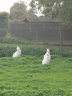 weiße Wallaby (Weibchen und Bock)