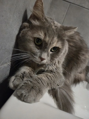 Maru sucht neuen Kuschelplatz