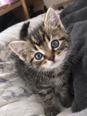 Norwegische Waldkatze Mix Kitten Katzenbaby
