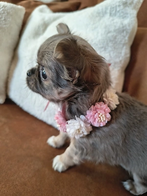 Chihuahua Welpen reinrassig Langhaar 