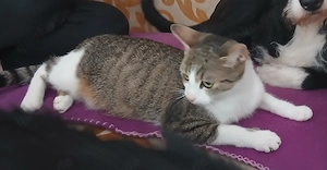 Lilly sucht dringend neues Zuhause
