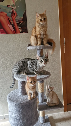 Kitten suchen ein Zuhause 