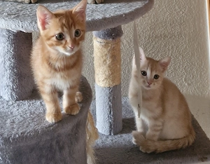 Kitten suchen ein Zuhause 