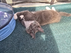 zwei Maine Coon Mädels