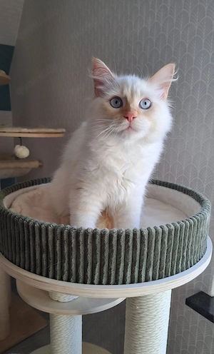 Neva masquarade Katze 