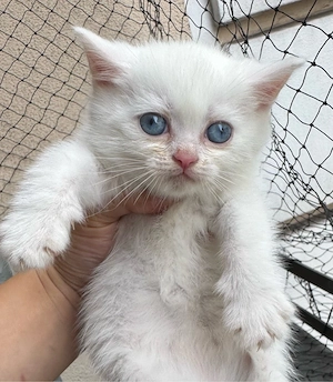 3 weiße BKH-Kitten suchen ein liebevolles Zuhause! 