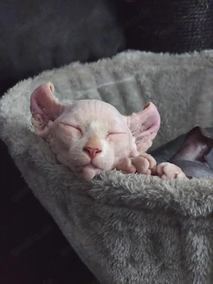 Zwei Elf Sphynx Brüder und ihre Schwester suchen ihr Zuhause   
