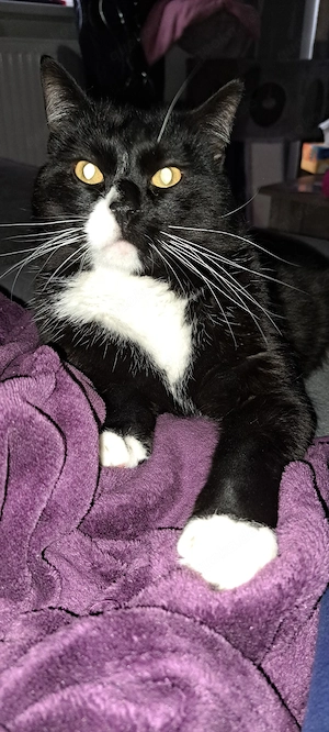 liebe voller Familien Kater