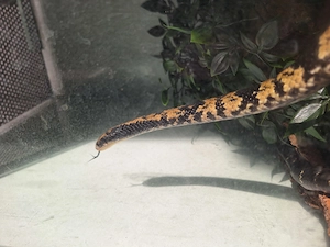 Falsche wasserkobra hydrodynastes gigas 1.0