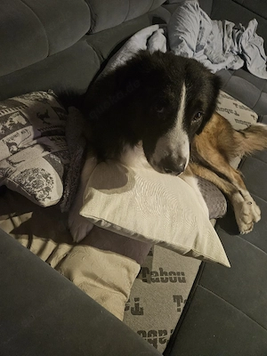 Für meinen Loki ein liebevolles Zuhause gesucht     