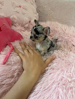 Mini Teacup Chihuahua Hündin 