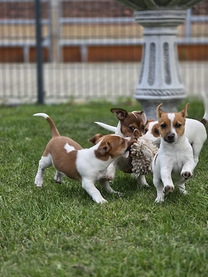 Jack Russel Welpen wollen ausziehen 