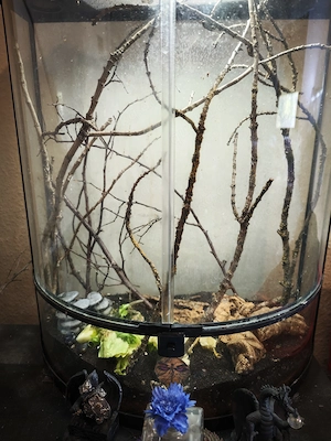 Terrarium und Fruchtkäfer zu verkaufen