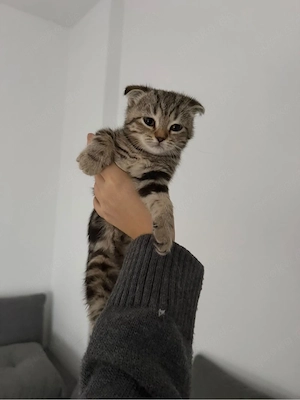baykatzen suchen neues zuhase 
