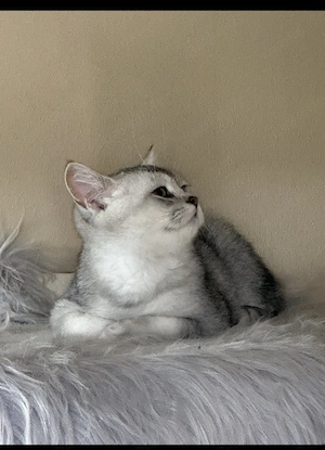 Bkh Kitten 4 Monate alt 