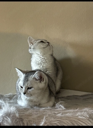 Bkh Kitten 5 Monate alt