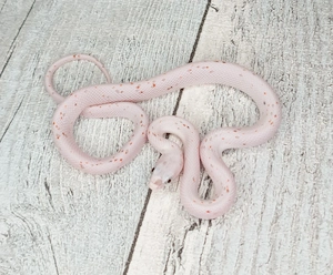 0.1 Palmetto het Snow 